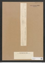 Diatomeae indet. (de-Toni-Nr.: Species 2112 ?) Zeichnungen Sammlung Grunow Nr. 4394 (NHMW-BOT-W0372563)